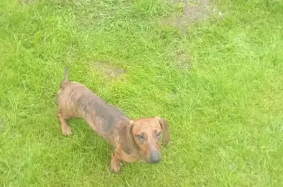 Такса найдена, Мишина 12Б, Серпухов