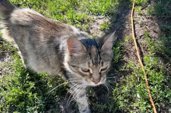 Кошки потеряшки, Верхнеказаченский сельсовет, фото: Потеряшка кошка у заправки в селе Уткино