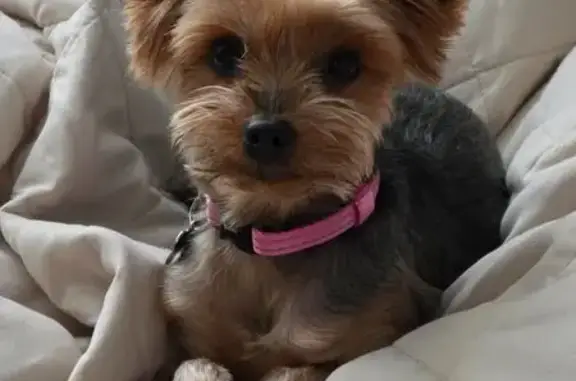 Потерянные животные Находка, фото: Пропала собака, Лебяжья ул. 25, Находка