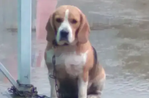 Найдена собака, Хабаровск, фото: Бигль найден на ул. Уборевича, Хабаровск