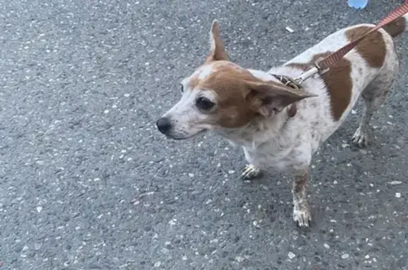 Найденные животные Саяногорск, фото: Найдена собака, Саяногорск, ул. Горошек 19