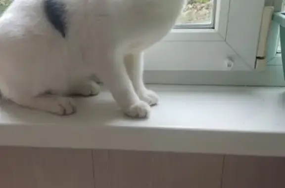 Найдена кошка, Владивосток, фото: Найдена кошка, ул. Связи, 22, Владивосток