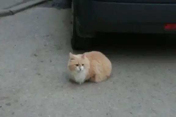 Найдена кошка, Владимир, фото: Кошка найдена у дома, Комиссарова 3А