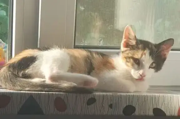 Пропала кошка, ул. Тимуровцев 16, Хабаровск