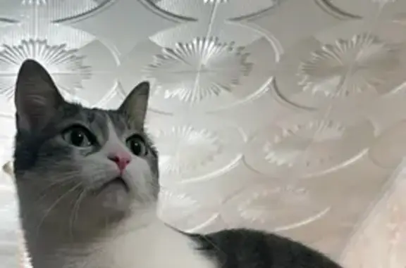 Кошки потеряшки, Иркутск, фото: Потеряшка кошка, проезд Авиаторов 5, Иркутск