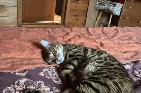 Пропала кошка, МО, чёрный ошейник