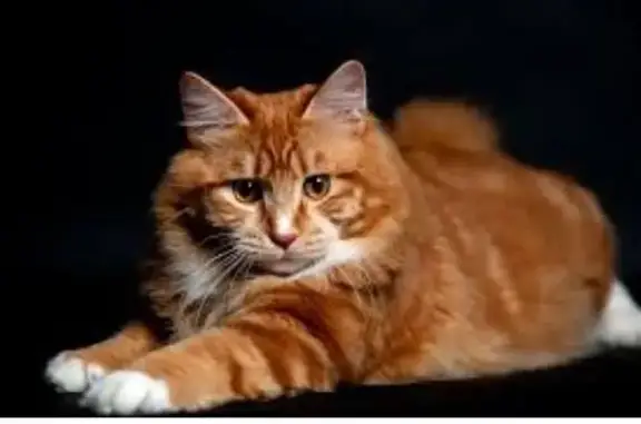 Кошки потеряшки, Спасск-Дальний, фото: Потеряшка рыжий кот, Ленинская 10, Спасск