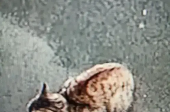 Кошка найдена: Олеко Дундича 1/3, НСК