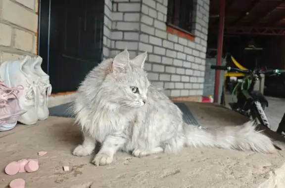 Кошка найдена в Чебоксарах, Чувашия