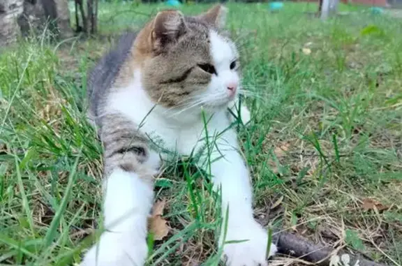 Кошки найдены на Гражданском пр., 119