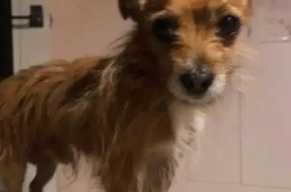 Собаки потеряшки, Южно-Сахалинск, фото: Потеряшка собака, Железнодорожный пер. 1А