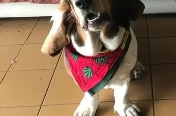 Собаки потеряшки, Воронеж, фото: Потеряшка собака, Лесной пер., 2, Воронеж