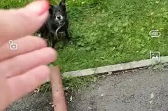 Собака найдена, б-р Строителей 52, Кемерово