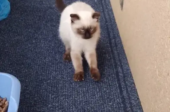 Кошка найдена: Алтайская 28, Горно-Алтайск