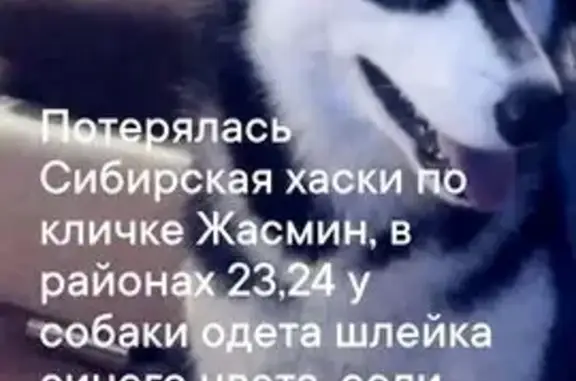 Пропала собака, Рябикова 65, Братск