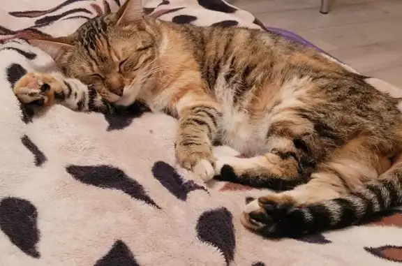 Кошка найдена: ул. Герцена, Вологда