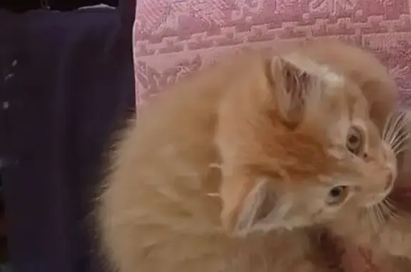 Пропала кошка, ул. Гагарина, 335, Новоалександровск