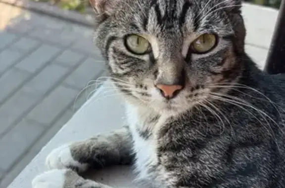 Кошки потеряшки, Добрунь, фото: Потеряшка кот, Цветочная 111, Добрунь