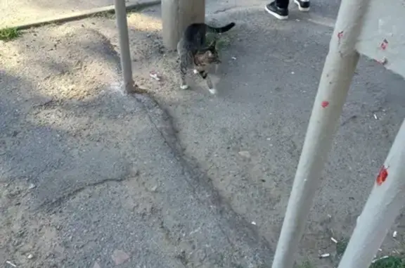 Кошка найдена: ул. Буханцева, 2Д, Волгоград