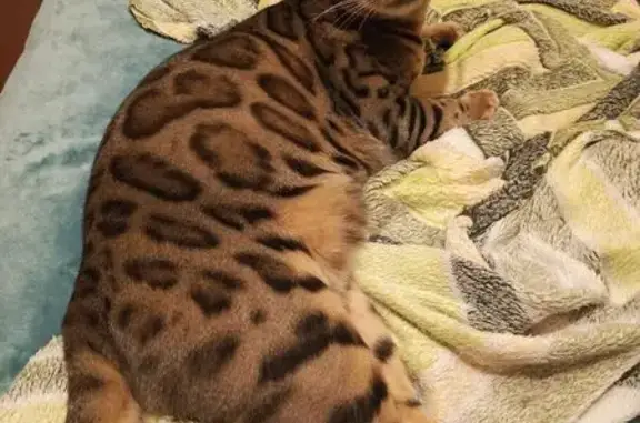 Найдена кошка, Фокино, фото: Бенгальская кошка найдена на ул. Карла Маркса, 14