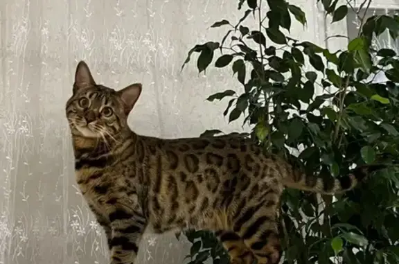 Кошки потеряшки, Усолье-Сибирское, фото: Потеряшка кошка, Интернациональная 22