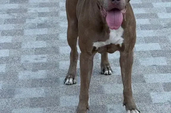 Найдена собака, Севастополь, фото: Севастополь: найден кобель у Парка Победы