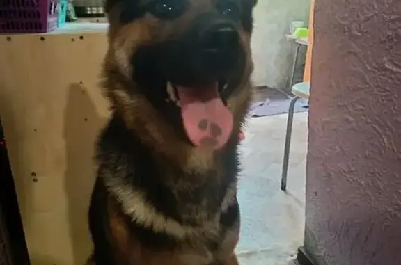 Найдена собака, ул. Партизана Железняка, 46