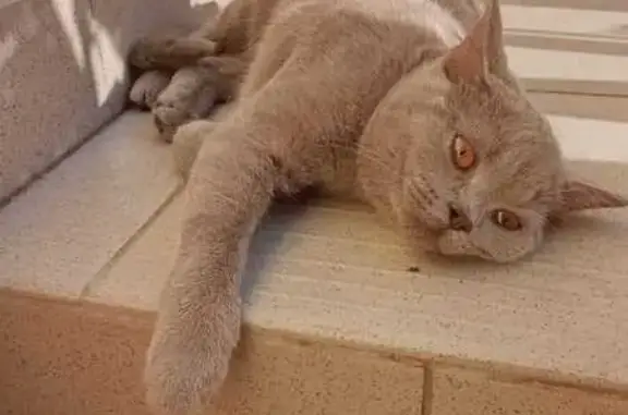 Найдена кошка, Краснодар, фото: Кошка найдена на ул. 40 лет Победы, 33/9