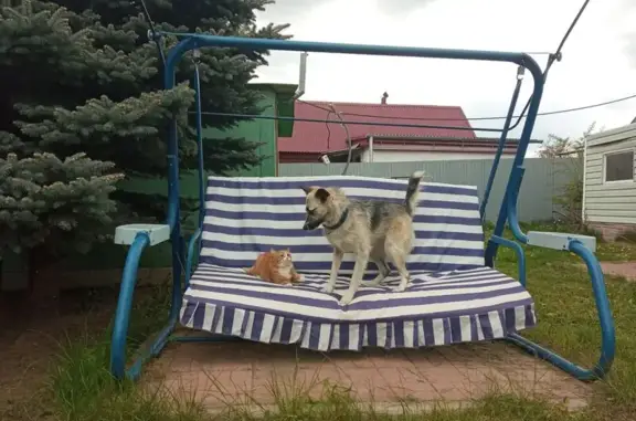 Пропала собака, ул. Лавочкина, Тула
