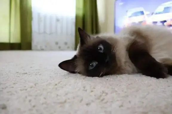 Кошки потеряшки, Красноярск, фото: Потеряшка кошка, Новая Заря 2Г, Крск