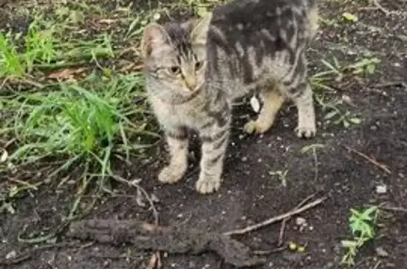 Кошка найдена: Утренняя ул, 3, Москва
