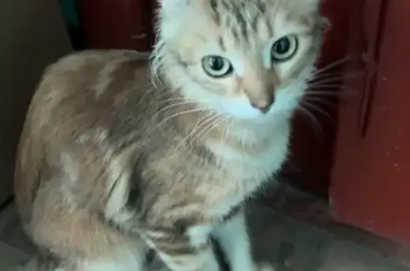 Найденные животные Лыткарино, фото: Кошка найдена: Октябрьская ул, 18, Лыткарино