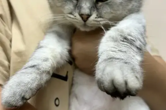 Кошка найдена: пр. Ленина, 14, Тула