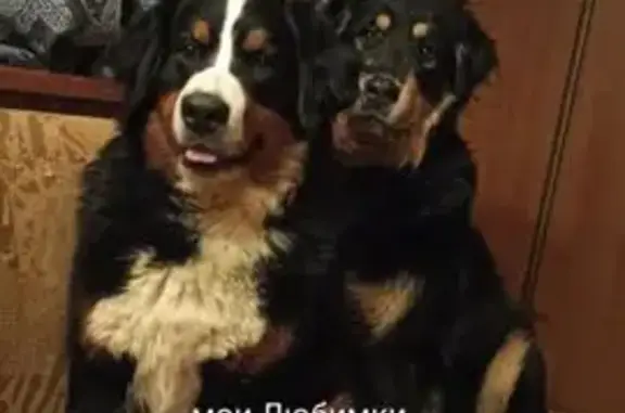 Собаки потеряшки, Есино, фото: Потеряшка собака, ул. Слобода 13, Есино