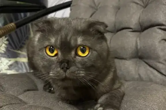 Найдена кошка, Серпухов, фото: Кошка найдена: ул. Деревенька, 8, Серпухов