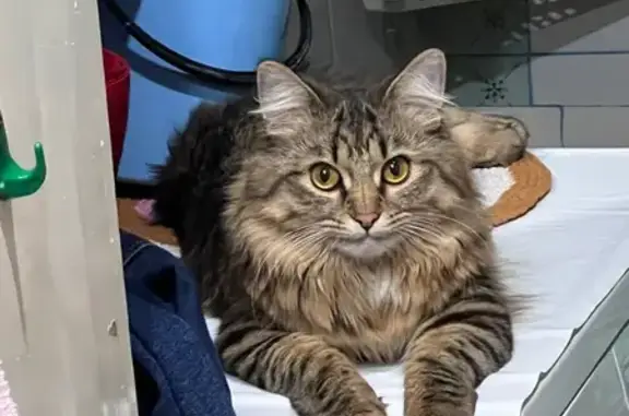 Кошки потеряшки, Кумертау, фото: Потеряшка кошка Симба, ул. Гафури 4А