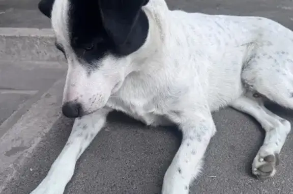 Собака найдена, Орская 14/16, Ростов-на-Дону