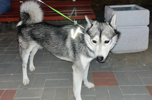 Собака найдена на Кирова, 107, Волгоград