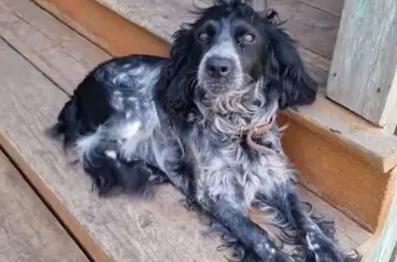 Пропала собака, ул. Нефтяников, 47, Усть-Кут