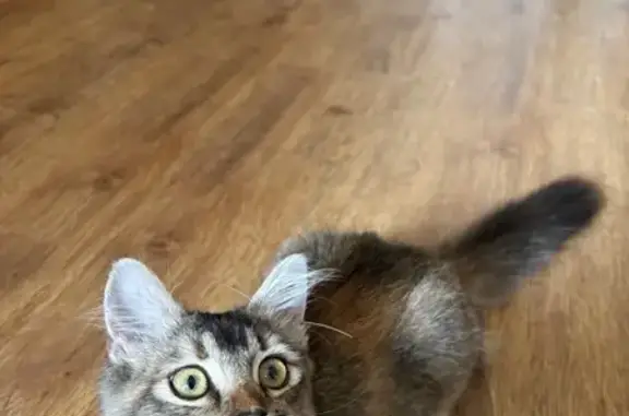 Найдена кошка, Ростов-на-Дону, фото: Кошка найдена на Штахановского, 21/2