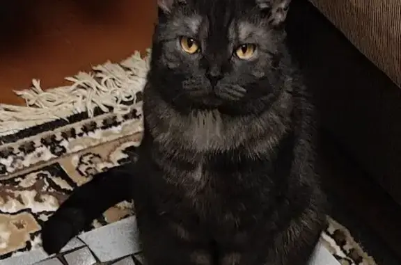 Кошки потеряшки, Саратовская область, фото: Потеряшка кошка в СНТ Кварц, Усовка