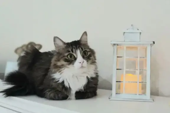 Пропала кошка, Лесная ул., 24, Бояркино