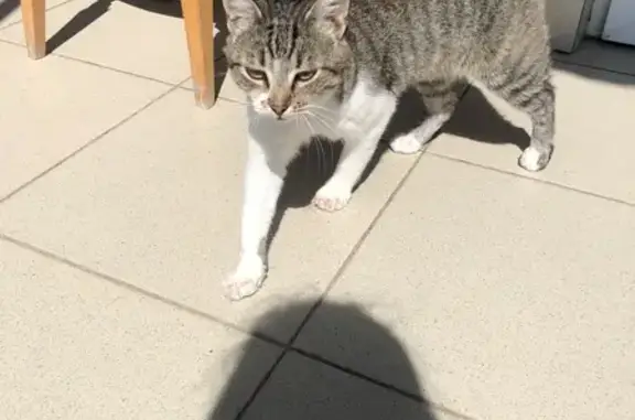 Кошка найдена: Октябрьская ул., Дмитриадовка