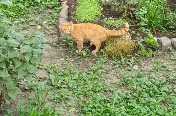 Найдена кошка, Санкт-Петербург, фото: Кошка найдена: Белградская 16, СПб