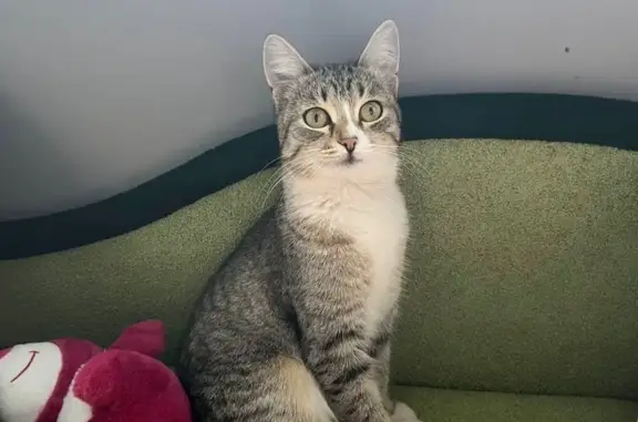 Кошки потеряшки, Ульяновск, фото: Потеряшка кошка на Ливанова, 22, Ульяновск