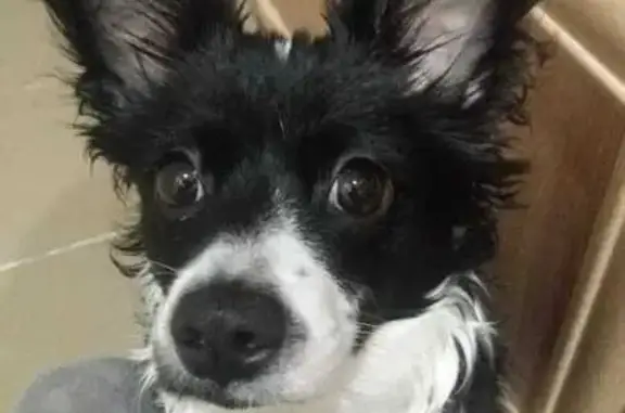 Собаки потеряшки, Архангельск, фото: Потеряшка собака, ул. Дежнёвцев, Архангельск