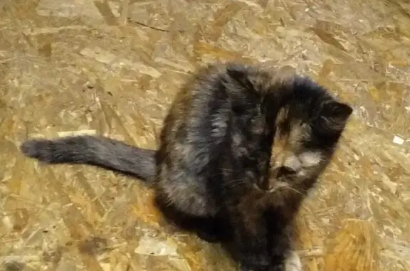 Кошки потеряшки, Баймак, фото: Потеряшка кошка, ул. Азанова, Баймак