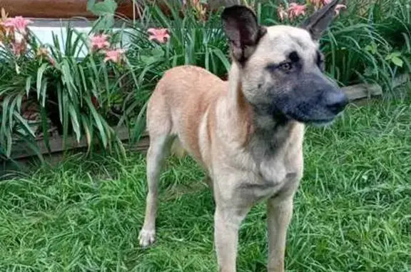 Собака найдена в Видном, СНТ Ветеран