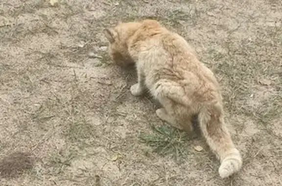 Найдена кошка, Юкки, фото: Кошка найдена: Ленинградское ш., 111, Юкки