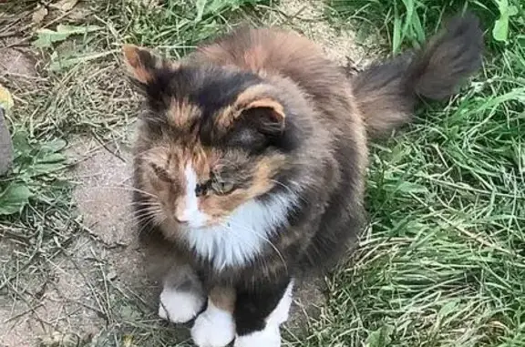 Найдена кошка, Московская область, фото: Кошка найдена в СНТ Родник, ул. Родниковая